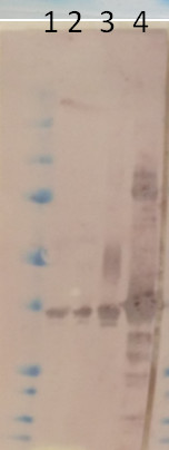 western blot using anti-MHD2 antibodies